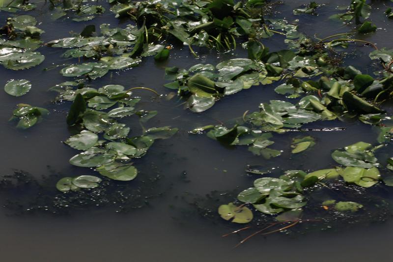 265-Delta del Danubio,7 agosto 2011.JPG
